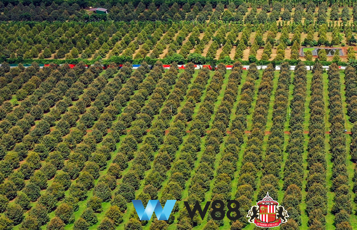 Cược thử miễn phí tại 👉 w88.net/?affiliateid=151404 sunderland đối tác cá cược chính thức ⚽ #bongda #football #casinoonline #bitcoin #crypto #lottery #blackjack #slots #jackpots #esports #baccarat #poker #sports #game #premierleague #laliga #bundesliga #seriea #championsleague #europaleague #eth #btc #bingo #realmadrid #china #indonesia #india #campuchia #malaysia #korea 🔥h…