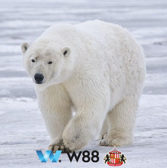 Cược thử miễn phí tại 👉 w88.net/?affiliateid=151404 sunderland đối tác cá cược chính thức ⚽ #bongda #football #casinoonline #bitcoin #crypto #lottery #blackjack #slots #jackpots #esports #baccarat #poker #sports #game #premierleague #laliga #bundesliga #seriea #championsleague #europaleague #eth #btc #bingo #realmadrid #china #indonesia #india #campuchia #malaysia #korea 🔥ị…