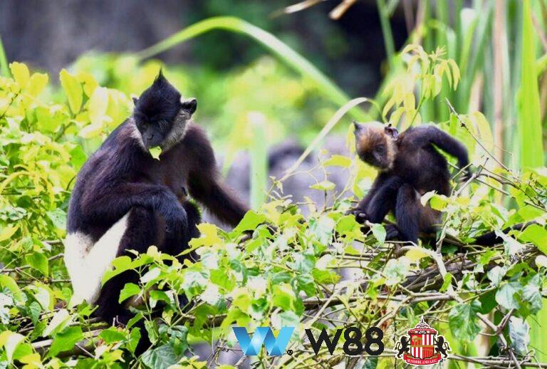 Cược thử miễn phí tại 👉 tinyurl.com/w88vnfc đối tác tài trợ chính thức ngoại hạng anh ⚽ #bongdavietnam #football #casinoonline #bitcoin #crypto #lottery #blackjack #slots #jackpots #esports #baccarat #poker #sports #game #premierleague #laliga #bundesliga #seriea #championsleague #europaleague #eth #btc #bingo #realmadrid #china #indonesia #india #campuchia #malaysia #korea 🔥ư…